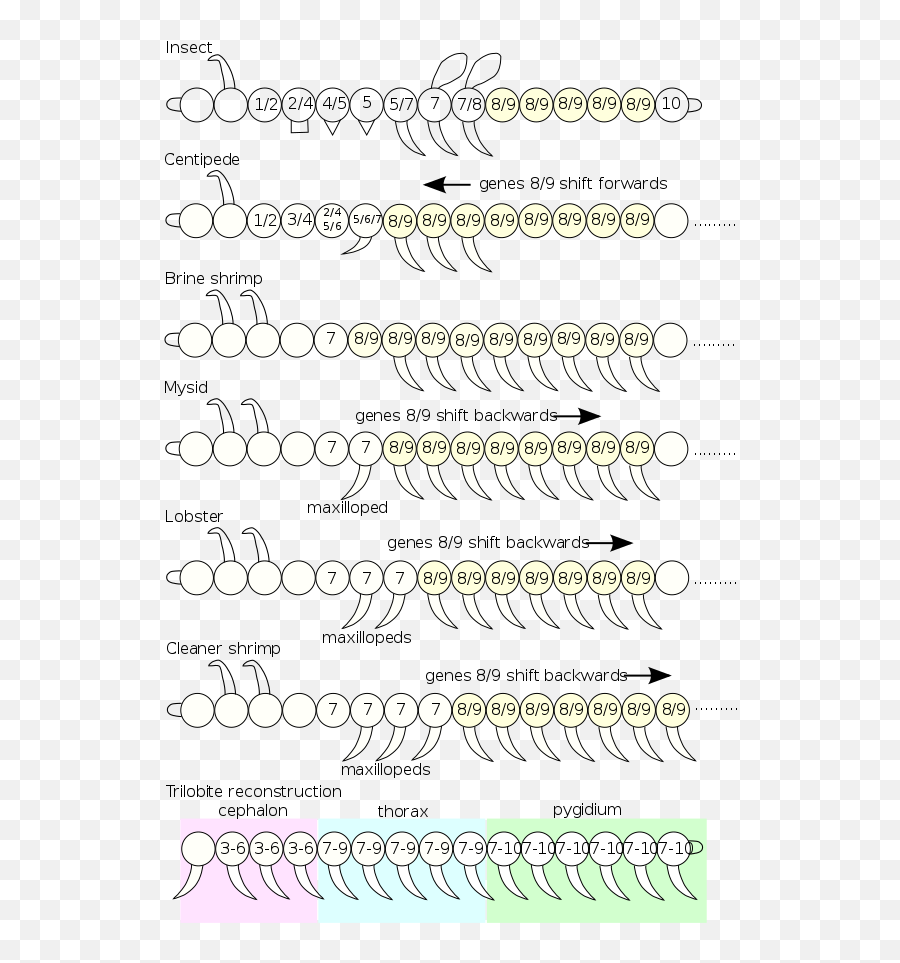 Homology - Dot Emoji,How Do You Show The Emotion Spells For Tibia