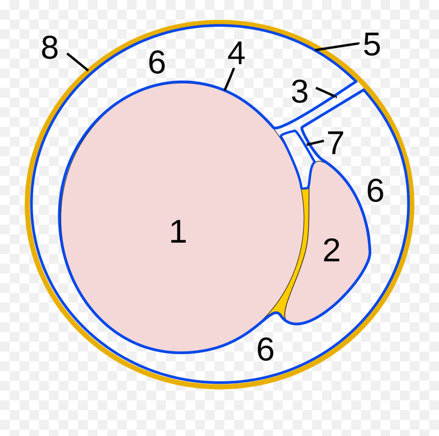 Vaginal Process - Wikipedia Vestigium Processus Vaginalis Peritonei Emoji,Testicle Trapped Emotion