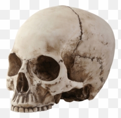 Skull Sideview Transparent Png - Scull Transparent Background Free Emoji,Man And Skull Emoji