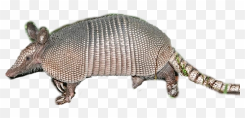 Discover Trending - Armadillo Emoji,Armadillo Emoji