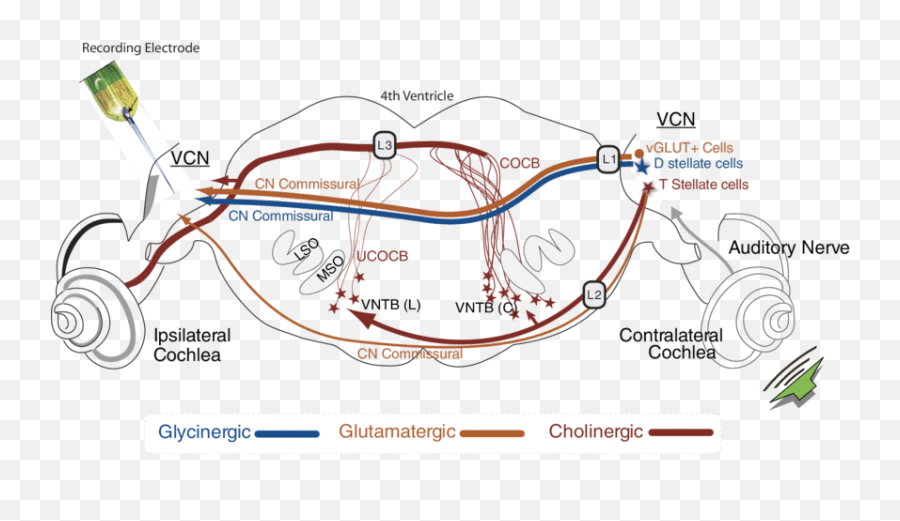 Schematic Of The Pathways To The Ventral Cochlear Nucleus Emoji,Emotion Support Gerbil