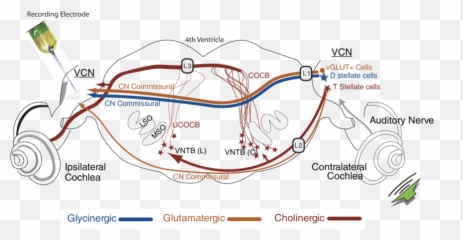 Schematic Of The Pathways To The Ventral Cochlear Nucleus Emoji,Emotion Support Gerbil