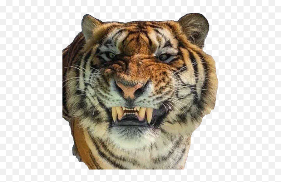 Tiger Male Telegram Stickers Emoji,Bengal Tiger Emoji