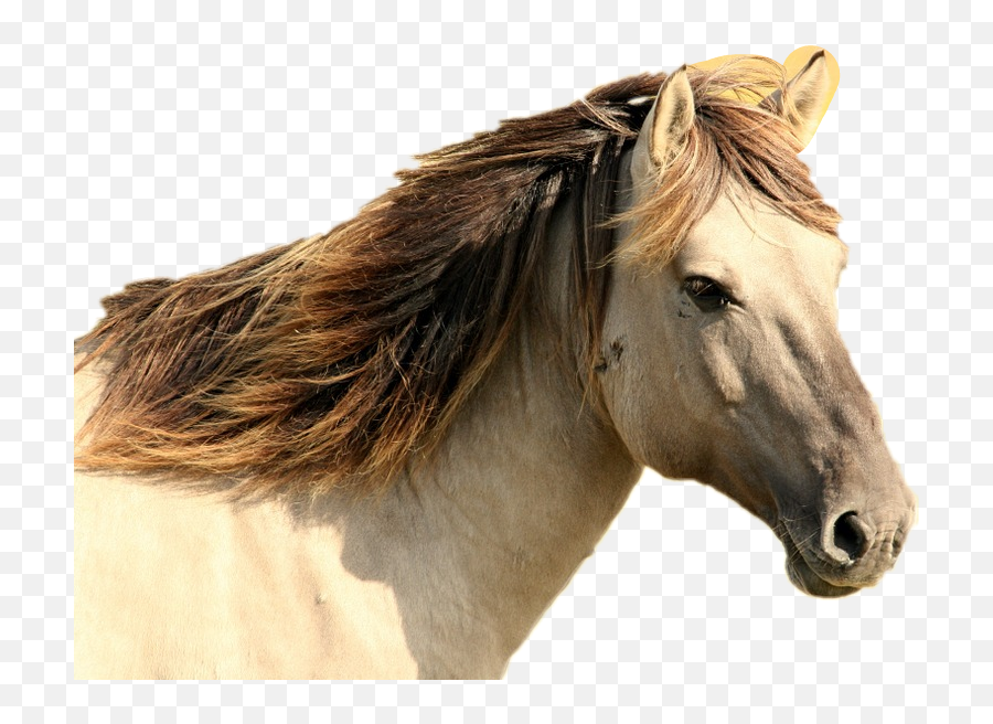 Horse Sticker - Side View Horse Head Close Up Emoji,Horse Emoji App