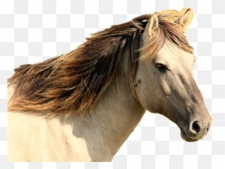 Horse Sticker - Side View Horse Head Close Up Emoji,Horse Emoji App