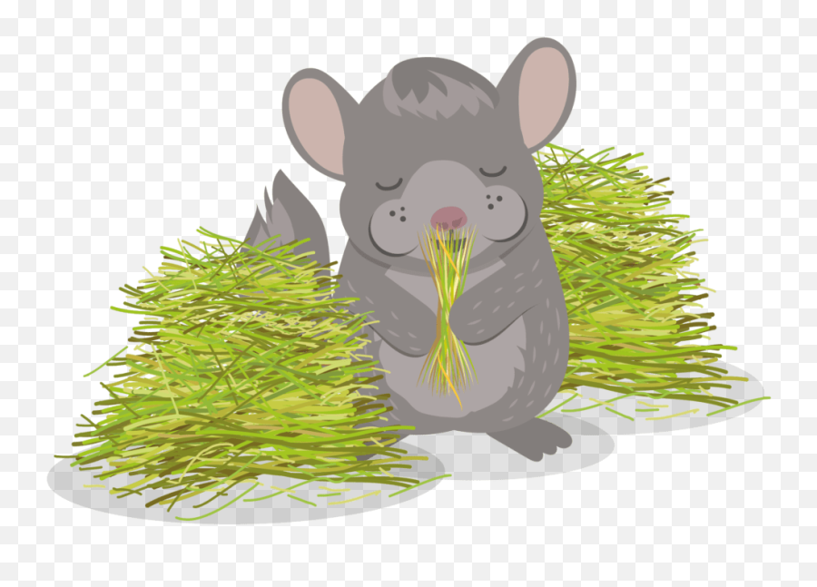 Chinchilla Health Guide Burgess Pet Care Emoji,Jumping Rat Emoji