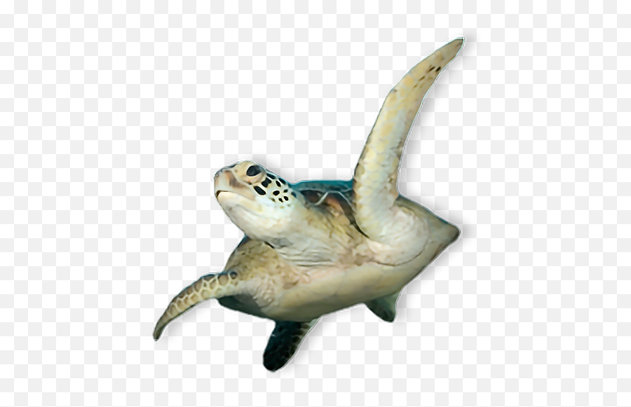 Turtle Sticker By Silver Bullet - Real Sea Creature Png Emoji,Turtle Shell Emoji