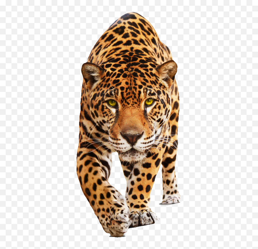 843x1000 - Jaguar Front View Animal Emoji,Jaguar Emoji