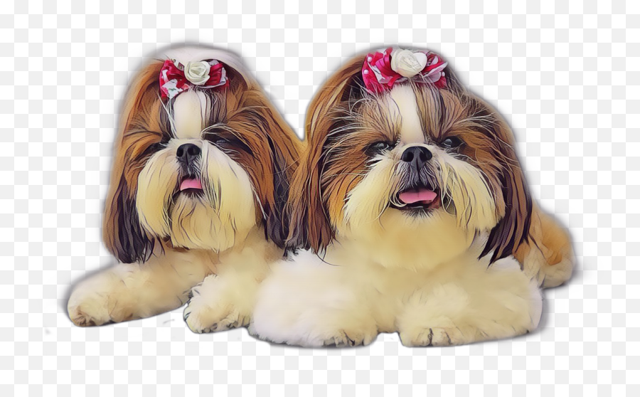 The Most Edited - 4 Shih Tzu Png Emoji,Shih Tzu Emoji