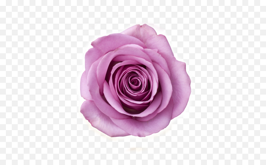 Semnificatia Culorilor - Floraria Cu Povesti Purple Rose Emoji,Inimioara Emoticon