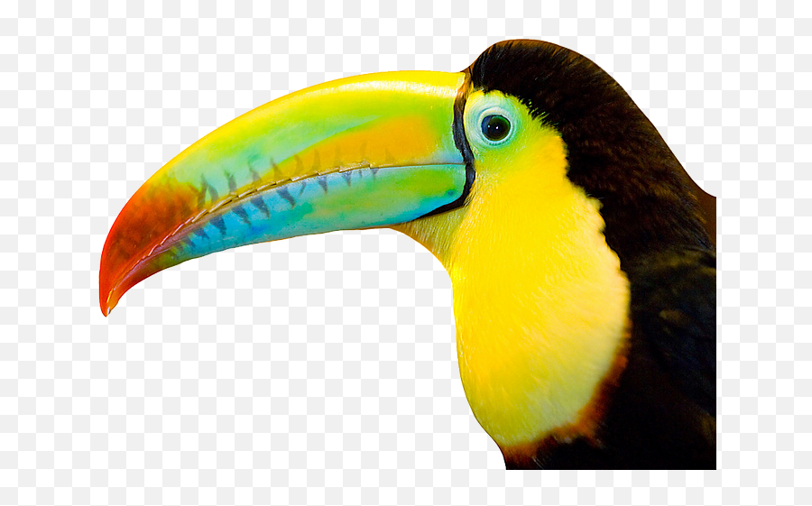 I Am And I Can Do Anything - Toco Toucan Emoji,Emotions N Motion Photography Georgia