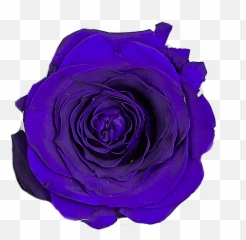The Sixer Upper - Lovely Emoji,Two Roses Emoji