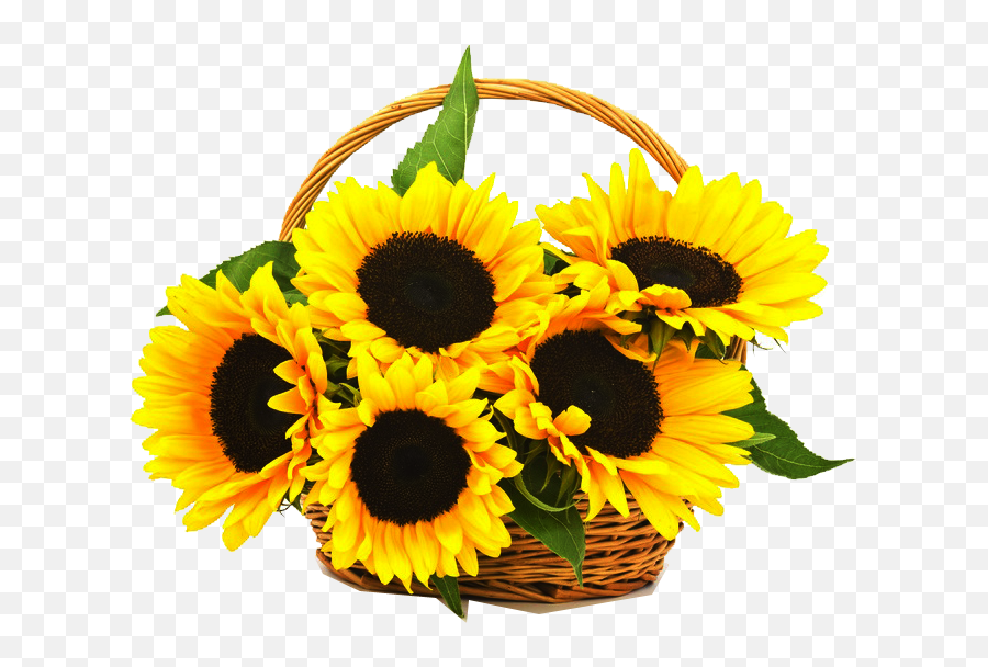 Sunflowers Png - Sunflowers Png One Sunflowers In A Basket Sunflower Flower Basket Png Emoji,Sunflower Emoji Iphone