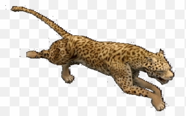 Pin - Wild Animals Transparent Gif Emoji,Eagles Gif Emoticon
