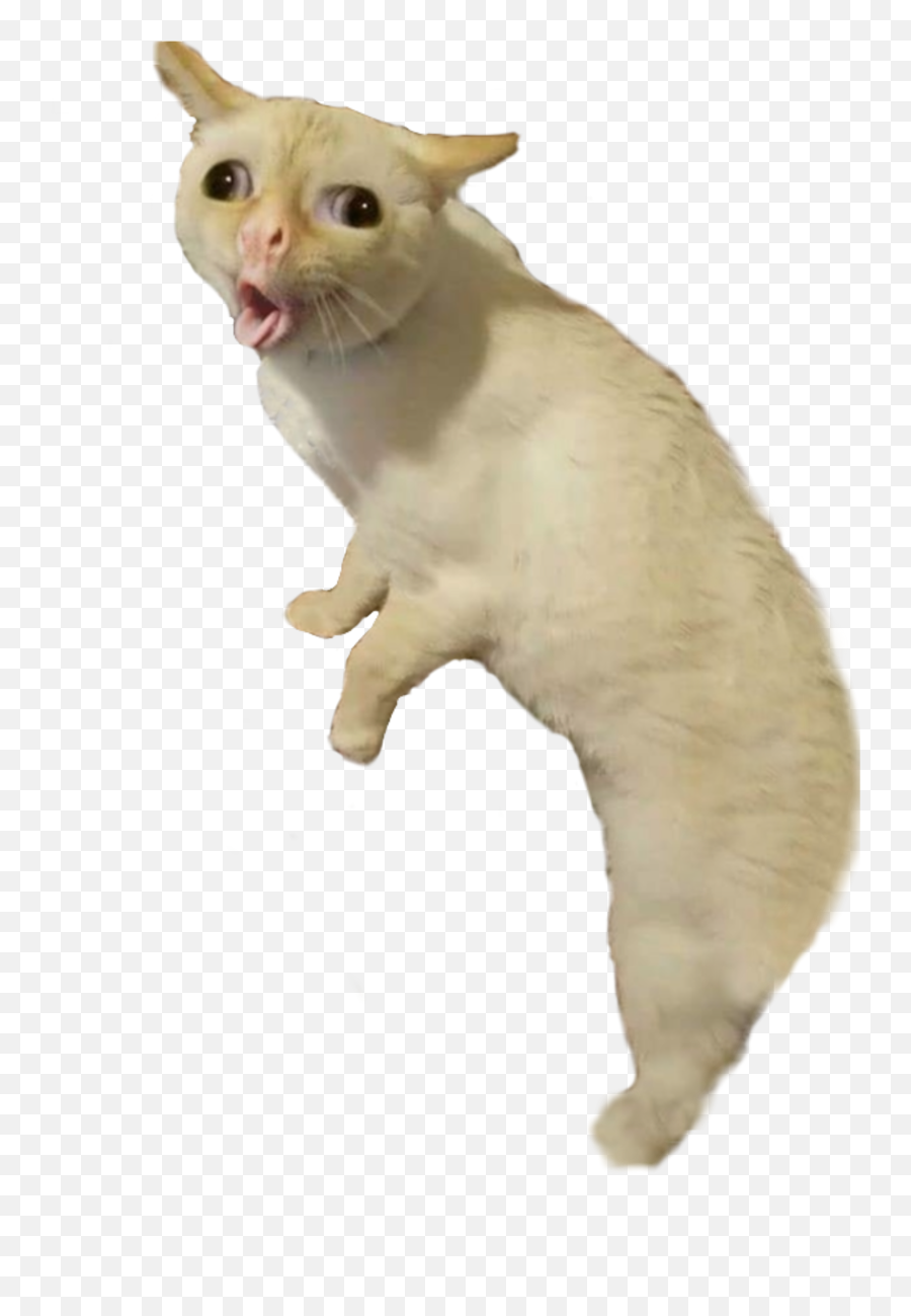 Bad Taxidermy Coughing Cat Full Sticker By Zayne Myth - Dry Heaving Cat Meme Emoji,Coughing Emoji