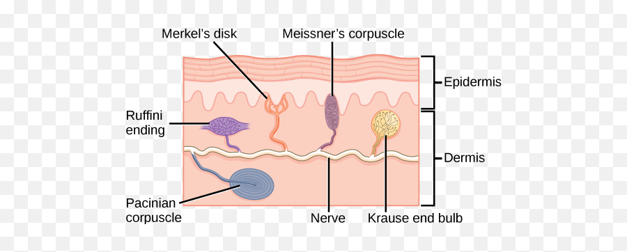 Special Senses - Corpuscle Emoji,Umami The Fifth Emotion