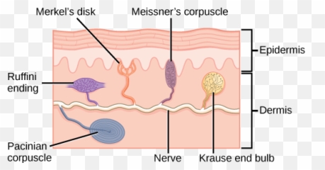 Special Senses - Corpuscle Emoji,Umami The Fifth Emotion