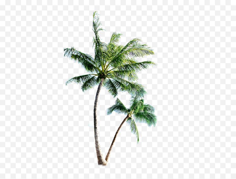 Palm Trees - Palm Tree Shower Curtain Emoji,What Do Three Palm Tree Emojis