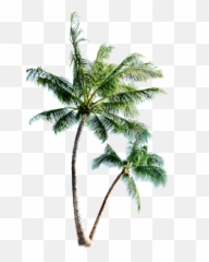 Palm Trees - Palm Tree Shower Curtain Emoji,What Do Three Palm Tree Emojis