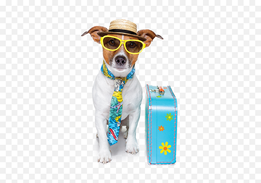 American Service Pets Esa Certificates Online - Dog Tourist Emoji,Bdo Pets Emotion