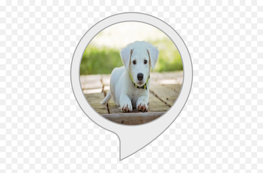 Alexa Skills - Dog Emoji,Emoji Squeaky Ball Dog