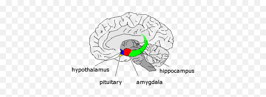 The Limbic System - Hypothalamus Pituitary Gland Amygdala Hippocampus Emoji,Hypothalamus Emotions