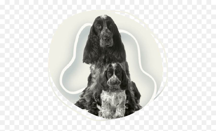 Home Northern Pet Salon Emoji,Old Dog Im Emoticon