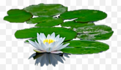 Lilypad Sticker - Emergent Vegetation Emoji,Lily Pad Emoji
