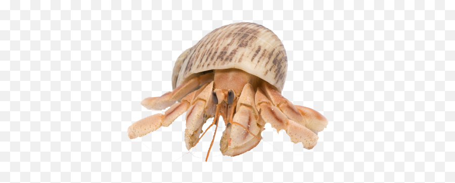 Hermit Crab - Parasitism Emoji,Hermit Crab Emoji