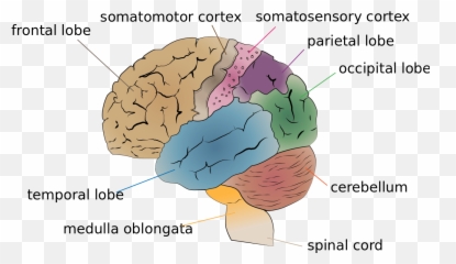 Chapter 3 Biological Foundation Of - Human Brain Facts Emoji,Brain Structure Emotion
