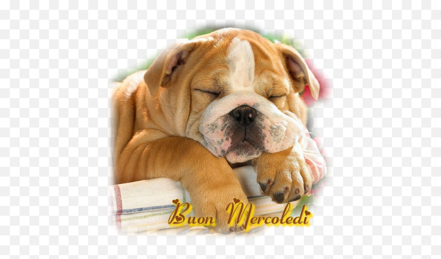 Sorridi Domani È Un Nuovo Giorno Incomincia La - Bulldog Ingles Emoji,Emoticon Che Sbuffa