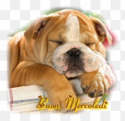 Sorridi Domani È Un Nuovo Giorno Incomincia La - Bulldog Ingles Emoji,Emoticon Che Sbuffa