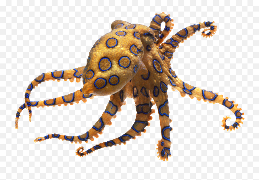 Blue Ringed Octopus - Blue Ringed Octopus Png Emoji,Octopus Capable Of Emotion