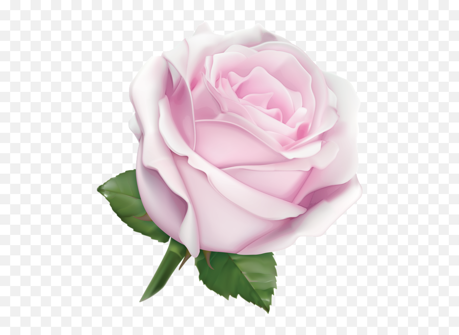 Gallery - Recent Updates Pink Rose Png Rose Flower Emoji,Pink Rose Emoji