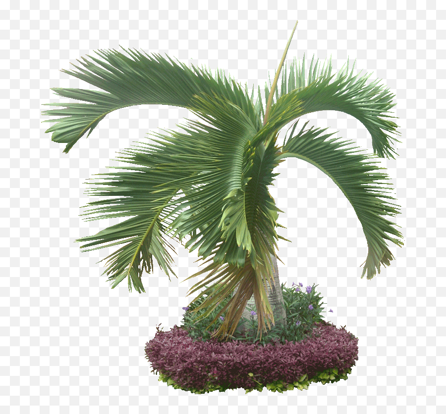 8 Cut Out Trees Cover - Textura De Flores Plantas Imvu Emoji,Download Emoji For Palm Trees