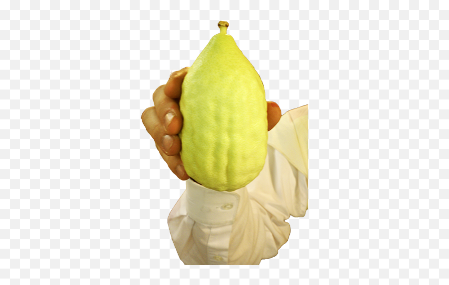 Plush Lulav Esrog Set Toys Games - Citron Emoji,Swity Home [18 Pack] Toy Key-chain 2 Inch Mini Emoji Plush, Set Of 18
