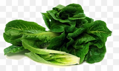 Romaine Lettuce Transparent Image Png Arts - Lettuce Transparent Emoji,Head Of Lettuce Emoji