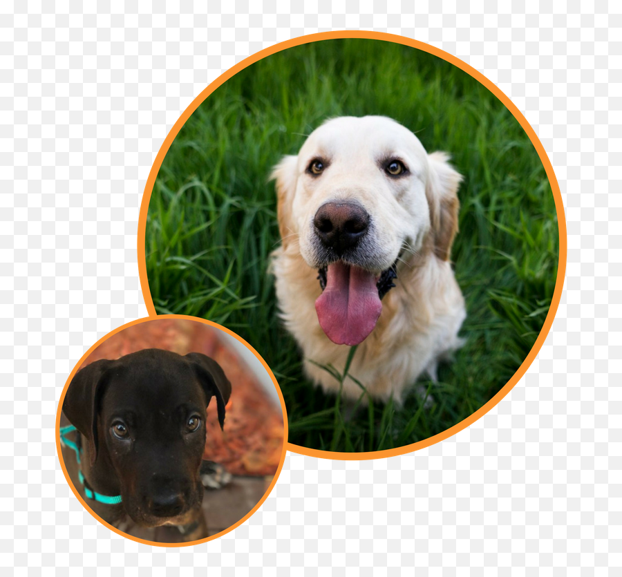 Dog Training In Your Home - Myrtle Beach Any Age Any Emoji,Pet Emotions Wow Hunters