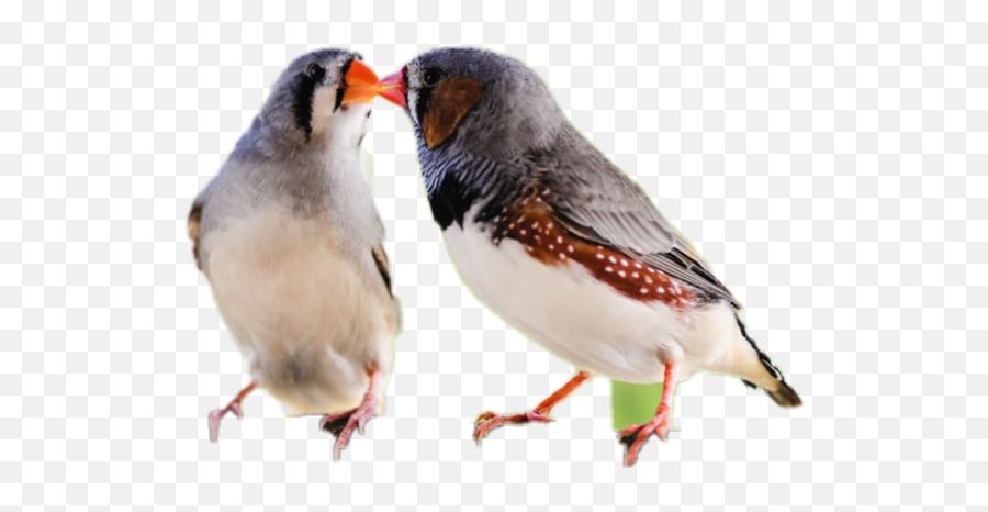 Love Birds Sticker By Armygamergirl - Finches Emoji,Love Birds Emoji