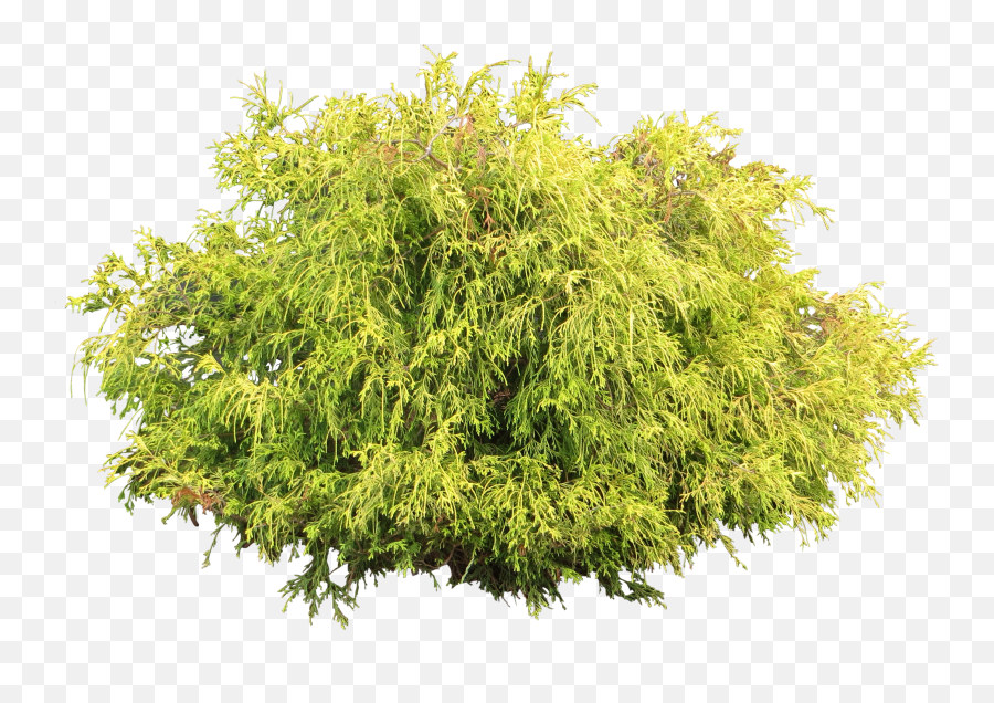 Bush Plant Png - Willow Emoji,Shrub Emoji