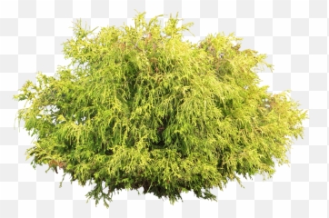 Bush Plant Png - Willow Emoji,Shrub Emoji