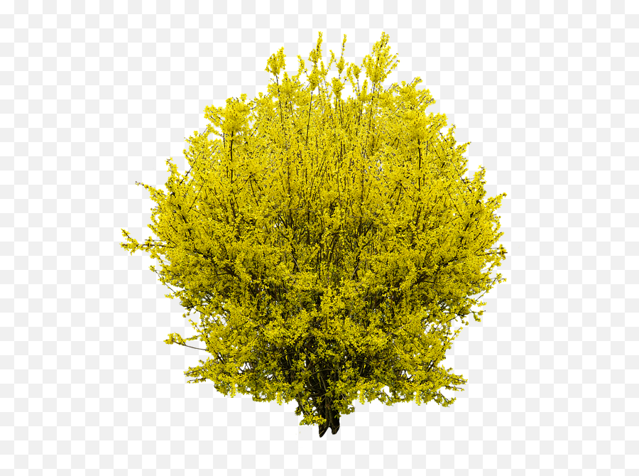 Mimosa Flowers Sticker - Tree Emoji,Mimosa Emoji