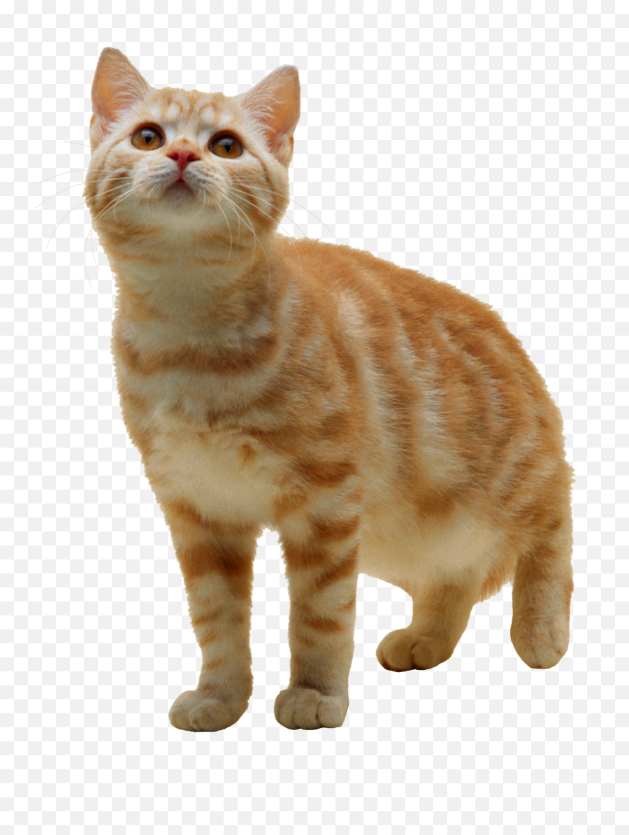30 Top For Cat Images Free Download - Lee Dii Cat Png Emoji,Giant Stuffed Emoji Cat