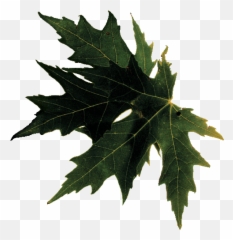 Temple Of Witchcraft - Love Will U0026 Wisdom Maple Leaf Emoji,Downloadable Pagan And Yule Emojis