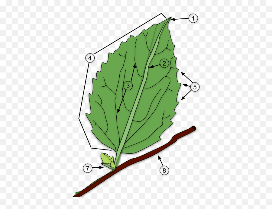 Leaf - Wikiwand Bud In Leaf Emoji,Poison Ivy Leaf Emoticon