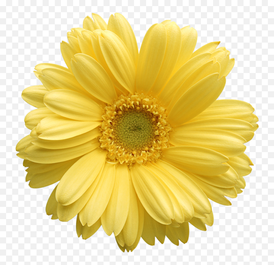 Free Daisy Clipart Public Domain Flower Clip Art Images And - Yellow Gerbera Daisy Clipart Emoji,Yellow Flower Emoji Png