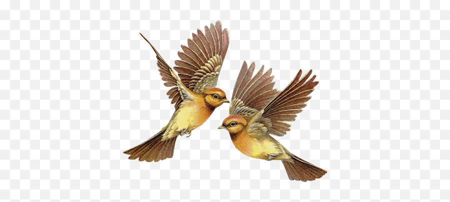 Animated Flying Birds Pictur - Gifs Animados De Passaros Voando Emoji,Flying Bird Emoji