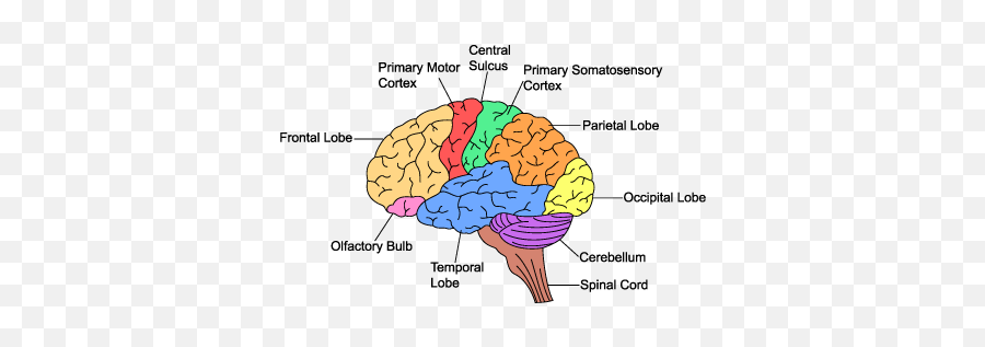 The Science Of Kaleidoscope Therapy Kaleidoscope Therapy - Mammalian Brain Emoji,Meningioma Affects Areas Of Brain Right Occipital Emotions