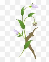 Your Ayurvedic Menstrual Cycle Pukka - Bellflowers Emoji,Menstrual Cycle Emotions