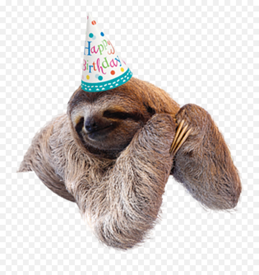 Birthday Parties At Jungle Island Birthday Hat Animals Sloth Emoji,No Words Just Emotions Sloth